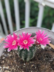 Blooming cactus with three hot pink flowers